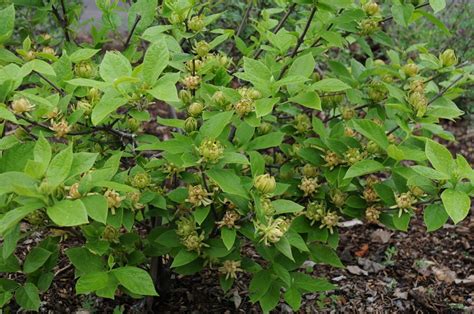 How to Grow & Care for Sweetshrub